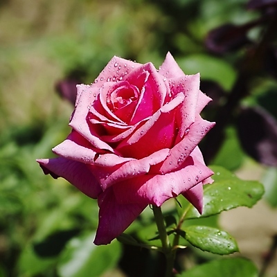 포토 JPG 해외이미지 식물 꽃 잎 자연 사람없음 장미 정원 봄 벚꽃 나뭇가지 원예 내추럴 해외202004 해외포토 나무 계절 취미 생태계 파일형식 이미지허브