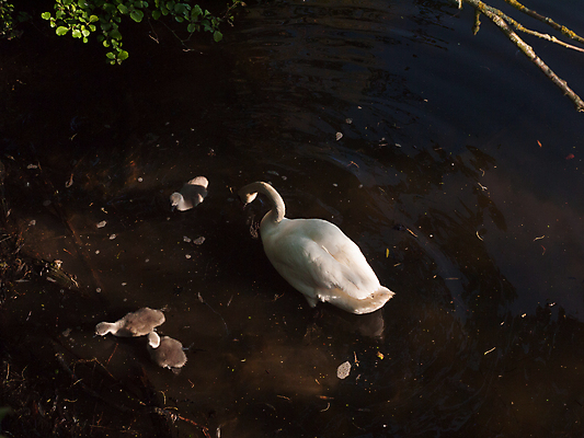 포토 JPG 해외이미지 동물 유럽 호수 날개 자연 조류 사랑 풍경 사람없음 야외 물 빛 강 반사 평화 수영 침묵 놀람 흰색 연못 시간 우아함 닫기 아래 순수 깃털 부리 각도 백조 목 물새 내추럴 단아함 벙어리 해외202004 해외포토 자연요소 감정 나라 컬러 컨셉 모션 표정 신체부위 소리 수상스포츠 방향 생태계 위치 파일형식 이미지허브