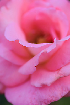 포토 JPG 해외이미지 식물 꽃잎 꽃 아시아 분홍색 백그라운드 꽃무늬 자연 발렌타인데이 선물 사랑 사람없음 야외 빨간색 세로 장미 정원 봄 활발 벚꽃 신선 닫기 편안함 싱글 원예 질감 향기 부드러움 강렬 고립 블러 해외202004 해외포토 계절 감정 나라 컬러 컨셉 무늬 모션 데이이벤트 취미 감각 생태계 냄새 파일형식 이미지허브