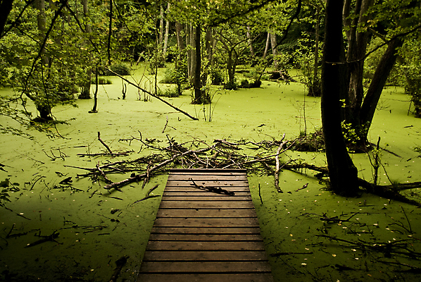 포토 JPG 해외이미지 나무 식물 호수 섬 잎 자연 독일 풍경 사람없음 목재 초록색 여름 빛 어둠 시골 연못 숲 해외202004 해외포토 계절 유럽 컬러 재료 생태계 파일형식 이미지허브