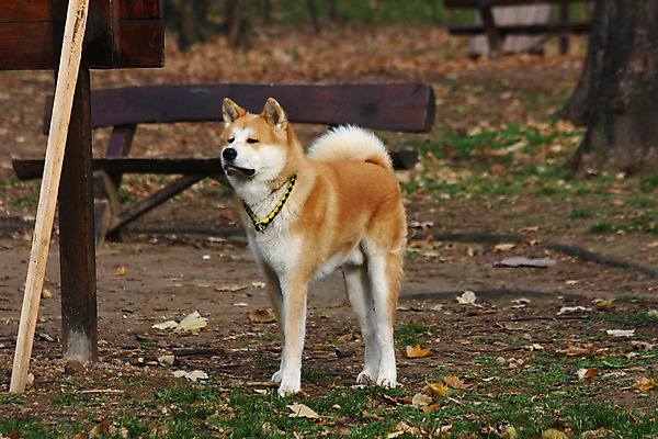 포토 JPG 해외이미지 주간 한마리 반려견 사람없음 야외 산책 강아지 해외202004 아키타견 해외포토 자연요소 1 휴식 반려동물 개 파일형식 이미지허브