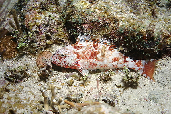 포토 JPG 해외이미지 동물 야생동물 바다 백그라운드 자연 어류 풍경 사람없음 빨간색 물 파란색 수중 활발 그룹 산호 장면 암초 수족관 깊이 멀티 소금물 해외202004 해외포토 자연요소 컬러 컨셉 수중동물 자포동물 생태계 파일형식 이미지허브