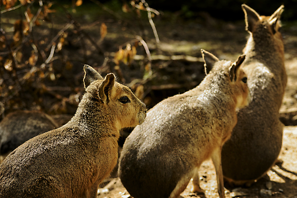 포토 JPG 해외이미지 동물 유럽 야생동물 자연 북유럽 노르웨이 사람없음 야외 스칸디나비아 해외202004 해외포토 나라 생태계 파일형식 이미지허브