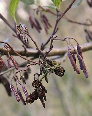 포토 JPG 해외이미지 나무 계절 크리스마스 자연 휴가 사람없음 장식 갈색 벚꽃 가을 나뭇가지 닫기 관목 솔방울 침엽수 원뿔 해외202004 해외포토 도형 식물 기념일 꽃 컬러 모션 생태계 파일형식 이미지허브