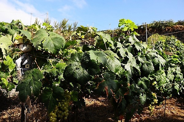 포토 JPG 해외이미지 동물 전통 계절 얼굴 인형 백그라운드 밭 농업 자연 휴가 사람없음 야외 장식 여름 컬러풀 숫자 농장 정원 할로윈 수확 가을 시골 보호 무서움 포도밭 추수감사절 밀짚 까마귀 꼭두각시 해외202004 해외포토 문자 감정 산업 기독교 컬러 컨셉 조류 신체부위 짚 생태계 파일형식 이미지허브