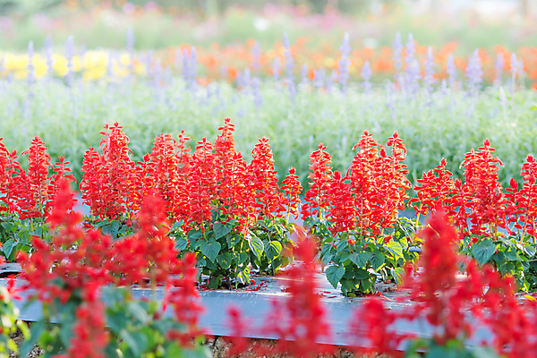 포토 JPG 해외이미지 식물 꽃잎 꽃 백그라운드 꽃무늬 밭 자연 사람없음 야외 가로 초록색 파란색 노란색 정원 봄 벚꽃 흰색 개화 선택 원예 부드러움 내추럴 깊이 블러 해외202004 해외포토 계절 컬러 컨셉 무늬 농업 취미 감각 생태계 파일형식 이미지허브