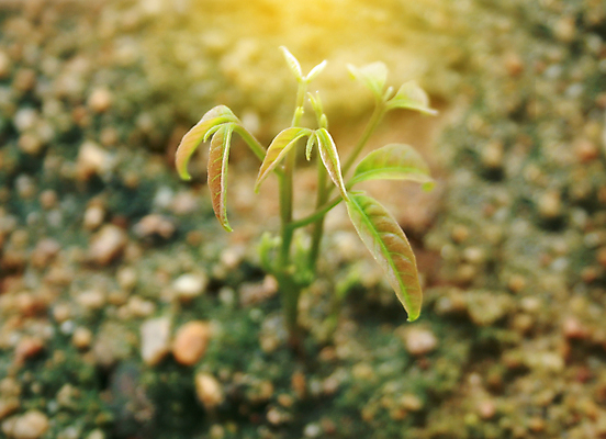 포토 JPG 해외이미지 나무 식물 꽃 실루엣 지구 백그라운드 컨셉 잎 오렌지 자연 새로움 콩 아이디어 이끼 씨앗 사람없음 빨간색 초록색 빛 노란색 새싹 일출 환경 정원 희망 일몰 흙 봄 새벽 성장 광선 신선 서핑 보호 숲 작음 시작 유기농 원예 질감 뿌리 먼지 파열 내추럴 개발 돌봄 모종 묘목 세련 해외202004 해외포토 자연요소 웰빙 계절 감정 컬러 과일 모션 곡류 촬영기법 취미 노을 수상스포츠 크기 생태계 파일형식 이미지허브