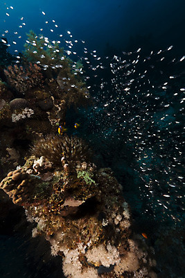 포토 JPG 해외이미지 동물 야생동물 바다 백그라운드 학교 자연 바닥 이집트 어류 사람없음 빨간색 물 파란색 빛 컬러풀 햇빛 태양 환경 수중 광선 산호 아래 생태계 소금 부드러움 암초 대서양 내추럴 소금물 식민지 아네모네 이국적 해외202004 해외포토 자연요소 교육 꽃 컬러 아프리카 수중동물 감각 자포동물 방향 위치 파일형식 이미지허브