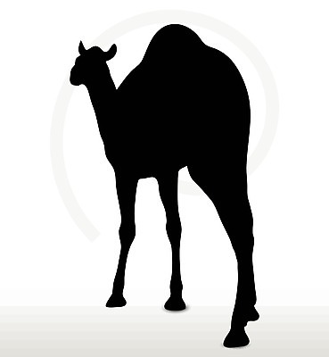 EPS 해외이미지 클립아트 모양 동물 디자인 실루엣 야생동물 포즈 일러스트 자연 그림자 사람없음 그래픽 걷기 검은색 사막 스케치 자르기 사파리 흰배경 윤곽 낙타 사하라 고립 엘리먼트 해외202004 해외일러스트 컬러 포유류 모션 아프리카 촬영기법 미술 흰색 생태계 파일형식 벡터 나라 문화예술 이미지허브
