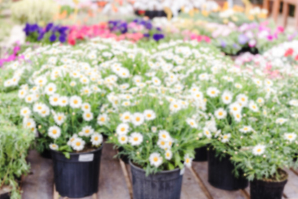 포토 JPG 해외이미지 식물 계절 꽃 백그라운드 꽃무늬 밭 자연 하늘 풍경 잔디 사람없음 야외 초록색 여름 파란색 햇빛 태양 노란색 정원 꽃병 맑음 봄 성장 벚꽃 흰색 시골 신선 소프트포커스 허브 데이지 보케 내추럴 온실 캐모마일 해외202004 해외포토 자연요소 컬러 무늬 농업 날씨 촬영기법 생태계 파일형식 이미지허브