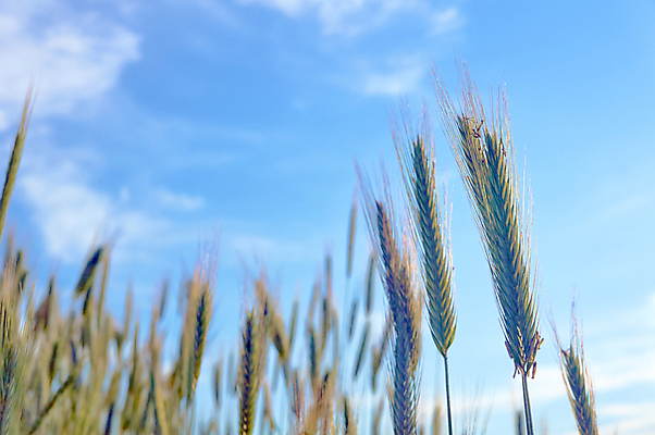포토 JPG 해외이미지 식물 구름 밭 농업 자연 하늘 옥수수 사람없음 여름 농작물 낟알 귀 폴란드 해외202004 해외포토 자연요소 계절 유럽 산업 곡류 신체부위 생태계 파일형식 이미지허브