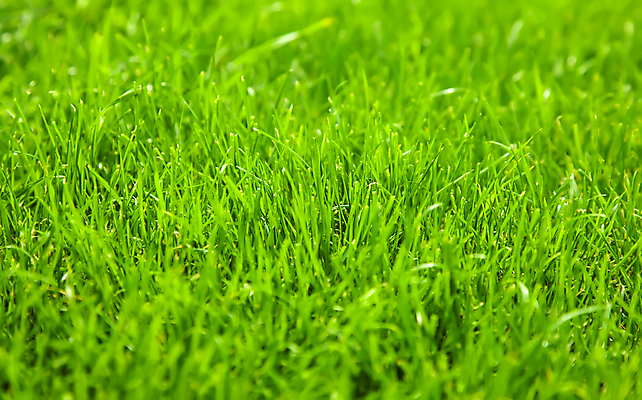 포토 JPG 해외이미지 식물 계절 공원 백그라운드 패턴 밭 농업 자연 벽지 잔디 사람없음 야외 초록색 빛 농장 농경지 환경 정원 봄 활발 성장 신선 질감 내추럴 강렬 블러 생태학 그리너리 해외202004 해외포토 공공시설 교육 산업 컬러 컨셉 무늬 생태계 파일형식 트랜드컬러 이미지허브