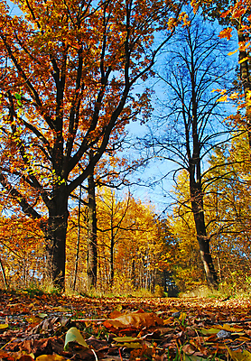 포토 JPG 해외이미지 나무 식물 계절 공원 도로 길 잎 오렌지 자연 바닥 풍경 사람없음 목재 빨간색 초록색 컬러풀 노란색 평화 환경 활발 하이킹 가을 나뭇가지 시골 연못 황금 숲 10월 방법 삼림지대 해외202004 해외포토 공공시설 컬러 컨셉 과일 재료 교통시설 레저 날짜 생태계 파일형식 이미지허브