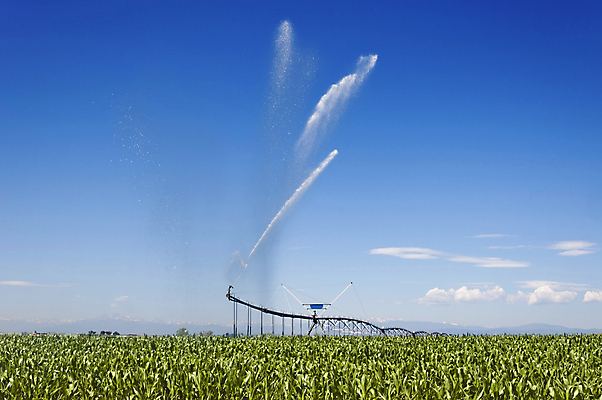 포토 JPG 해외이미지 음식 패턴 밭 농업 하늘 옥수수 사람없음 초록색 물 농작물 농장 환경 성장 시골 밭일 생태학 스프링쿨러 해외202004 해외포토 자연요소 교육 산업 컬러 무늬 곡류 파일형식 이미지허브