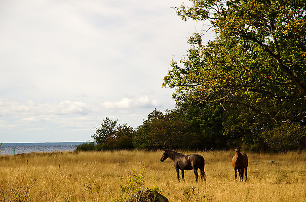 포토 JPG 해외이미지 나무 동물 구름 유럽 잎 2 밭 농업 오렌지 자연 스웨덴 풍경 사람없음 초록색 물 컬러풀 농장 갈색 노란색 평화 환경 가을 흰색 시골 만 쌍 방목 먹기 장면 발트해 스칸디나비아 해외202004 해외포토 자연요소 식물 계절 나라 산업 바다 컬러 컨셉 과일 모션 북유럽 축산업 생태계 파일형식 이미지허브