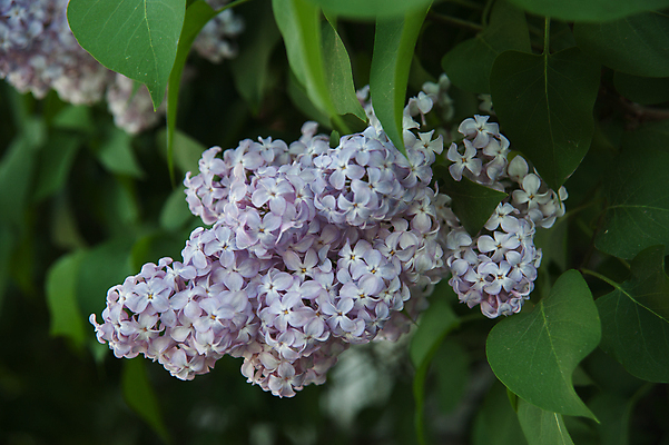 포토 JPG 해외이미지 식물 계절 꽃잎 꽃 줄기 잎 자연 사람없음 야외 초록색 보라색 성장 나뭇가지 신선 개화 5월 다발 라일락 해외202004 해외포토 나무 컬러 날짜 생태계 파일형식 이미지허브
