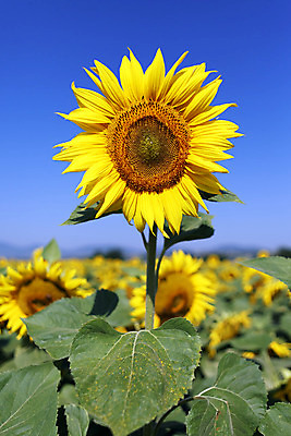 포토 JPG 해외이미지 잎 꽃밭 하늘 해바라기 사람없음 노란색 분위기 해외202004 해외포토 식물 꽃 컬러 컨셉 파일형식 이미지허브
