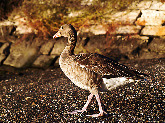 포토 JPG 해외이미지 동물 응시 야생동물 포즈 자연 조류 오리 사람없음 야외 옆모습 물 컬러풀 갈색 머리 깃털 묘사 부리 철새 해외202004 해외포토 자연요소 시선 뷰포인트 컬러 신체부위 생태계 파일형식 이미지허브