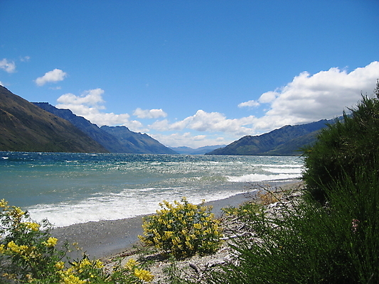 포토 JPG 해외이미지 구름 꽃 호수 파도 자연 하늘 산 풍경 사람없음 야외 초록색 물 여름 노란색 맑음 황무지 뉴질랜드 해외202004 해외포토 자연요소 식물 계절 바다 컬러 날씨 오세아니아 생태계 파일형식 이미지허브