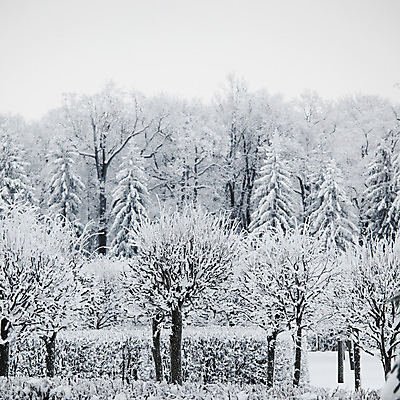 포토 JPG 해외이미지 주간 나무 겨울 자연 사람없음 야외 눈 겨울풍경 해외202004 해외포토 자연요소 식물 계절 날씨 풍경 생태계 파일형식 이미지허브