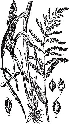 EPS 해외이미지 식물 선 일러스트 미술 농작물 검은색 수확 흰색 작음 낟알 그림 판화 수수 해외202004 해외일러스트 컬러 농업 문화예술 크기 파일형식 벡터 이미지허브