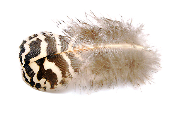 포토 JPG 해외이미지 1 백그라운드 조류 사람없음 빛 평화 흰색 우아함 닫기 깃털 묘사 오브젝트 싱글 부드러움 솜털 내추럴 고립 옛날 완벽 진짜 유일 해외202004 해외포토 동물 컬러 컨셉 모션 감각 파일형식 이미지허브