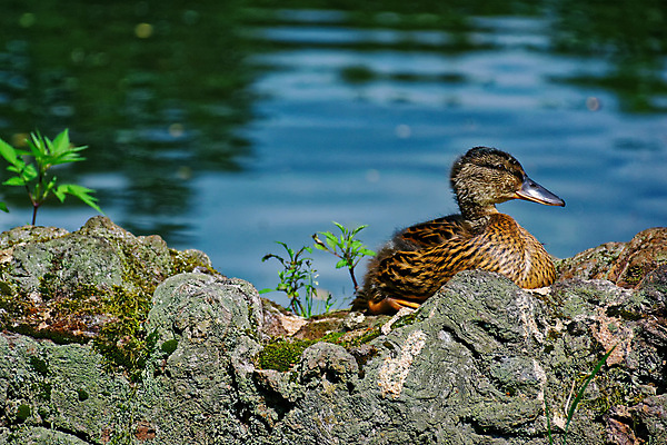 포토 JPG 해외이미지 동물 공원 야생동물 백그라운드 날개 자연 조류 오리 앉기 사람없음 야외 초록색 물 여름 컬러풀 갈색 봄 깃털 부리 청둥오리 해외202004 해외포토 자연요소 계절 공공시설 컬러 모션 생태계 파일형식 이미지허브