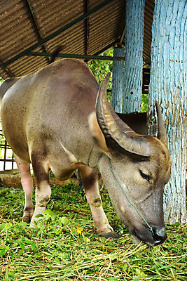 포토 JPG 해외이미지 나무 동물 아시아 문화 백그라운드 밭 농업 포유류 태국 자연 근육 노동자 생물 뿔 사람없음 야외 초록색 물 농장 수확 연못 업무 뜨거움 소 농부 큼 오두막 진흙 무거움 동물상 해외202004 해외포토 자연요소 식물 직업 나라 산업 컬러 조형물 작업 무게 크기 생태계 파일형식 이미지허브