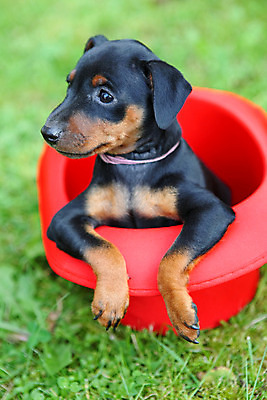 포토 JPG 해외이미지 동물 응시 여자 남자 포유류 자연 친절 실내 사람없음 빨간색 초록색 반려동물 갈색 봄 활발 미니어처 관찰 개 강아지 작음 만족 노려봄 송곳니 기르기 미니 유래 해외202004 해외포토 시선 계절 감정 컬러 컨셉 모션 표정 사람 내부 모형 치아 크기 생태계 돌봄 파일형식 이미지허브