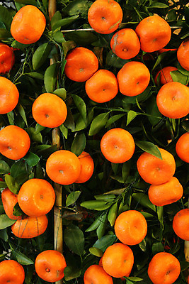 포토 JPG 해외이미지 나무 식물 공원 꽃 아시아 선 오렌지 과일 동양인 사람없음 정원 중국 신선 도시 작음 바쁨 해외202004 해외포토 공공시설 나라 인종 크기 파일형식 이미지허브