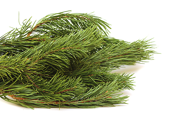 포토 JPG 해외이미지 나무 식물 전통 백그라운드 잎 크리스마스 자연 휴가 사람없음 장식 초록색 흰색 나뭇가지 신선 소나무 닫기 오브젝트 솔방울 상록수 침엽수 전나무 내추럴 고립 가문비나무 해외202004 해외포토 기념일 컬러 모션 생태계 파일형식 이미지허브