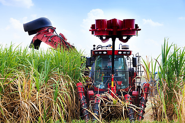 포토 JPG 해외이미지 식물 산업 포즈 밭 농업 공장 교통시설 지팡이 하늘 사람없음 초록색 농작물 농장 농경지 기계 장비 에너지 수확 성장 시골 업무 제조 농부 결합 설탕 자르기 트랙터 짐차 브라질 밀짚 밭일 사탕수수 해외202004 해외포토 직업 컬러 교통 공업 모션 자동차 작업 남아메리카 짚 농기계 시설 특수차량 파일형식 이미지허브