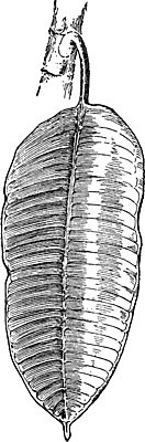 EPS 해외이미지 나무 선 일러스트 미술 검은색 중국 수확 흰색 인도인 그림 네팔 판화 고무 부탄 해외202004 해외일러스트 외국인 식물 아시아 컬러 농업 문화예술 동양인 남아시아 파일형식 벡터 이미지허브