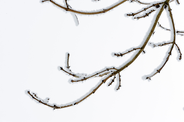 포토 JPG 해외이미지 나무 계절 백그라운드 크리스마스 겨울 자연 하늘 날씨 추상 사람없음 야외 목재 냉동 얼음 추위 흰색 나뭇가지 숲 서리 장면 해외202004 해외포토 자연요소 식물 기념일 컬러 무늬 재료 생태계 파일형식 이미지허브