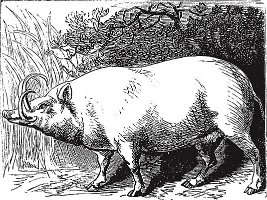 EPS 해외이미지 곡선 일러스트 사슴 종류 미술 검은색 수확 골동품 흰색 돼지 황금 인쇄 그림 꼬리 발리 인도네시아 판화 송곳니 옛날 해외202004 해외일러스트 아시아 선 컬러 섬 농업 포유류 문화예술 치아 파일형식 벡터 이미지허브