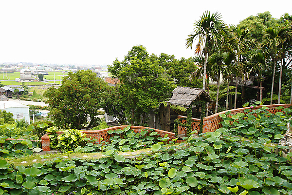 포토 JPG 해외이미지 식물 계절 잎 자연 연꽃 손바닥 사람없음 야외 초록색 여름 컬러풀 정원 벚꽃 연못 코코넛 내추럴 해외202004 해외포토 손 꽃 컬러 과일 생태계 파일형식 이미지허브
