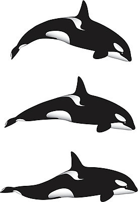 EPS 해외이미지 일러스트 세마리 사람없음 고래 범고래 해외202004 해외일러스트 포유류 3 수중동물 파일형식 벡터 이미지허브