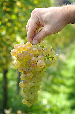 포토 JPG 해외이미지 식물 손 계절 열매 음식 잎 농업 과일 손가락 자연 포도 손바닥 사람없음 초록색 농작물 컬러풀 햇빛 농장 와인 정원 계곡 맑음 검은색 수확 성장 나뭇가지 신선 달콤 다발 보따리 유기농 원예 포도밭 포도나무 내추럴 강렬 숙성 양조장 해외202004 해외포토 나무 웰빙 산업 컬러 밭 날씨 주류 취미 신체부위 태양 맛 과일나무 생태계 파일형식 이미지허브