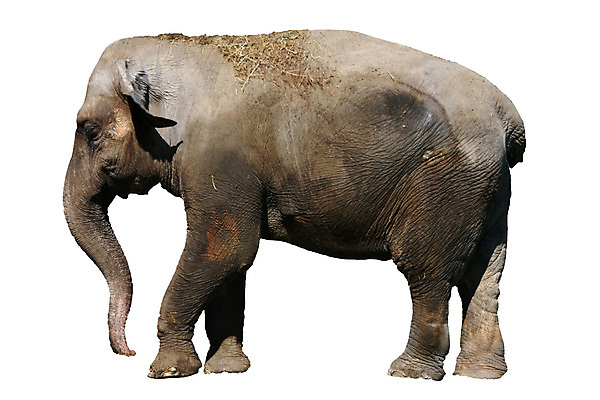 포토 JPG 해외이미지 동물 포유류 자연 코끼리 동물원 사람없음 걷기 힘 회색 큼 동물상 해외202004 해외포토 컬러 모션 조형물 크기 생태계 파일형식 이미지허브