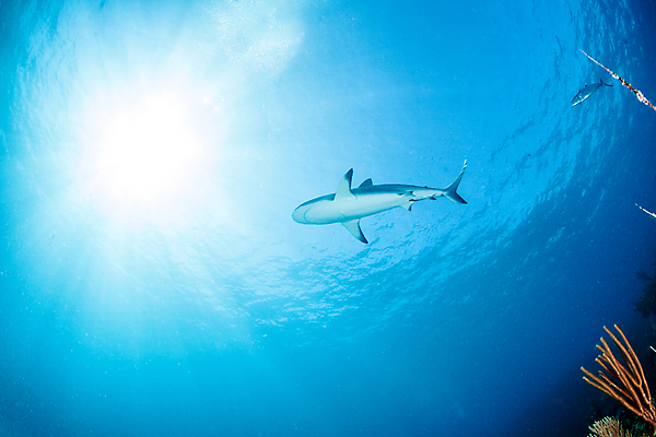 포토 JPG 해외이미지 동물 야생동물 스포츠 바다 여행 백그라운드 자연 어류 사람없음 야외 물 파란색 바닷속 수중 산호 위험 육식동물 암초 깊이 바하마 해외202004 해외포토 자연요소 컬러 컨셉 수중동물 자포동물 생태계 파일형식 이미지허브