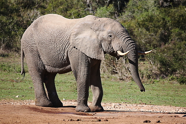 포토 JPG 해외이미지 동물 남자 여행 자연 코끼리 사람 풍경 사람없음 야외 초록색 물 여름 여행객 마시기 시골 뜨거움 큼 갈증 사파리 귀 내추럴 남아프리카 해외202004 해외포토 자연요소 계절 컬러 포유류 모션 아프리카 신체부위 크기 생태계 파일형식 이미지허브