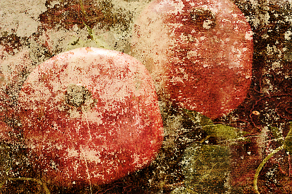 포토 JPG 해외이미지 벽 백그라운드 크리스마스 패턴 과일 프레임 사람없음 수확 골동품 질감 복고 페이지 석류 그런지 옛날 해외202004 해외포토 기념일 무늬 농업 파일형식 이미지허브