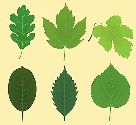 EPS 해외이미지 모양 나무 식물 디자인 계절 실루엣 줄기 백그라운드 단풍 잎 일러스트 자연 그래픽 초록색 여름 세트 노란색 환경 정원 봄 변화 만화 수집 질감 호두 라임 타입 고립 생태학 스타일 해외202004 해외일러스트 교육 컬러 컨셉 과일 촬영기법 견과류 생태계 파일형식 벡터 이미지허브