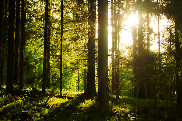 포토 JPG 해외이미지 나무 계절 공원 백그라운드 잎 자연 아침 풍경 사람없음 야외 목재 초록색 여름 빛 햇빛 태양 노란색 환경 맑음 봄 펼침 안개 광선 가을 소나무 숲 내추럴 해외202004 해외포토 주간 자연요소 식물 공공시설 컬러 재료 모션 날씨 생태계 파일형식 이미지허브