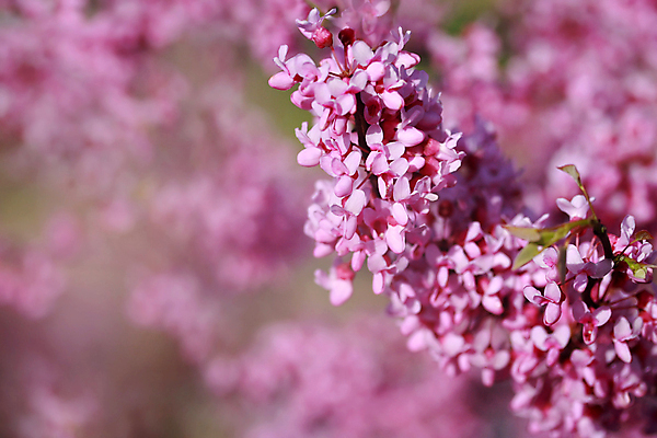 포토 JPG 해외이미지 나무 식물 계절 공원 꽃잎 꽃 분홍색 백그라운드 잎 꽃무늬 자연 추상 사람없음 야외 장식 초록색 여름 빛 컬러풀 태양 정원 봄 성장 벚꽃 흰색 나뭇가지 신선 개화 체리 닫기 부드러움 내추럴 고립 블러 파스텔톤 해외202004 해외포토 자연요소 공공시설 컬러 무늬 과일 모션 감각 생태계 파일형식 이미지허브