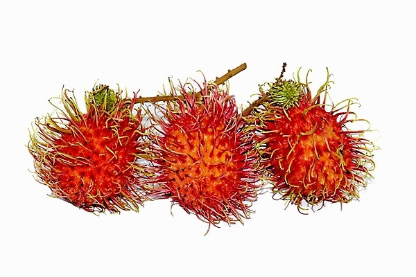 포토 JPG 해외이미지 식물 계절 아시아 음식 줄기 농업 다이어트 과일 재료 태국 자연 디저트 건강 씨앗 동양인 사람없음 빨간색 초록색 컬러풀 수확 껍질 흰색 신선 시장 달콤 맛 과수원 먹기 피부 상쾌 유기농 날것 내추럴 숙성 식용 이국적 많음 해외202004 해외포토 웰빙 감정 나라 산업 컬러 컨셉 모션 인종 신체부위 생태계 파일형식 이미지허브