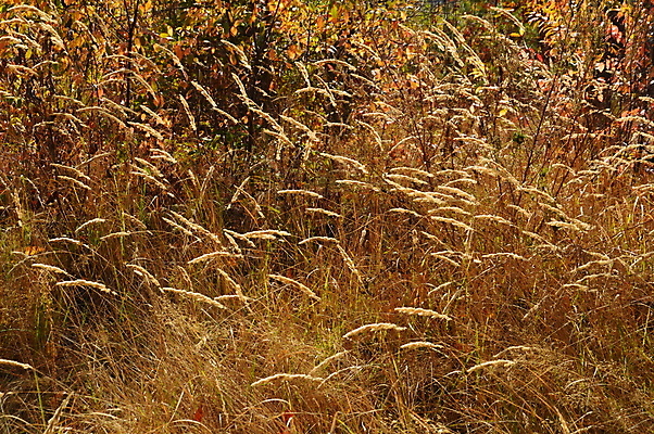 포토 JPG 해외이미지 나무 계절 공원 백그라운드 잎 패턴 자연 이끼 사람없음 야외 초록색 갈색 노란색 환경 정원 가을 숲 땅 질감 내추럴 땅바닥 해외202004 해외포토 식물 공공시설 컬러 무늬 바닥 생태계 파일형식 이미지허브
