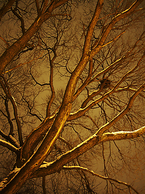 포토 JPG 해외이미지 주간 나무 자연 풍경 사람없음 야외 목재 가로 환경 황무지 숲 큼 눈금 치수 나무껍질 침엽수 거인 내추럴 삼림지대 해외202004 해외포토 자연요소 식물 재료 껍질 크기 생태계 파일형식 이미지허브