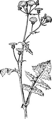 EPS 해외이미지 식물 꽃 선 잎 일러스트 미술 검은색 수확 흰색 그림 판화 엉겅퀴 해외202004 해외일러스트 컬러 농업 문화예술 파일형식 벡터 이미지허브