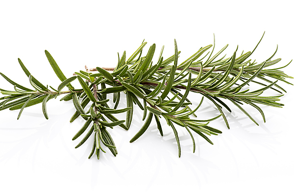 포토 JPG 해외이미지 식물 음식 백그라운드 잎 농업 채소 재료 건강 사람없음 가로 초록색 흰색 나뭇가지 신선 양념 맛 먹기 허브 향신료 오브젝트 유기농 날것 로즈메리 고립 채식주의자 해외202004 해외포토 나무 웰빙 산업 컬러 컨셉 모션 채식 향미료 파일형식 이미지허브